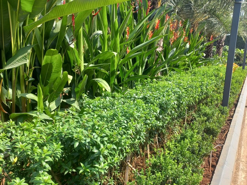 Greenscape Creation